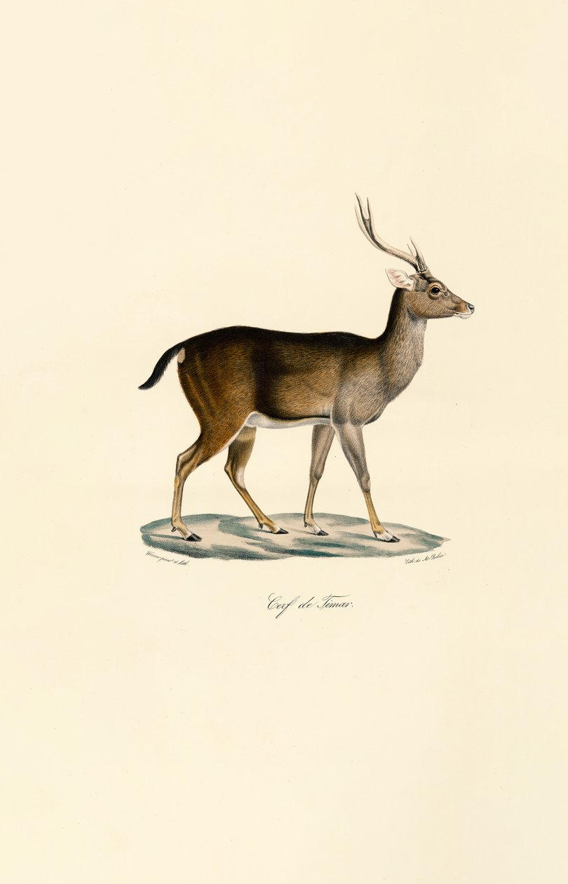 Javan Rusa by Jacques Christophe Werner