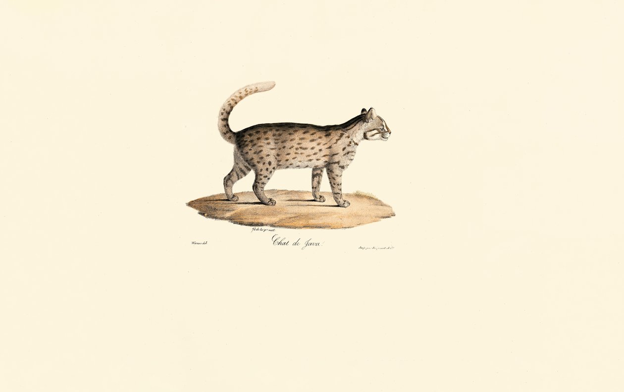 Leopard Cat by Jacques Christophe Werner