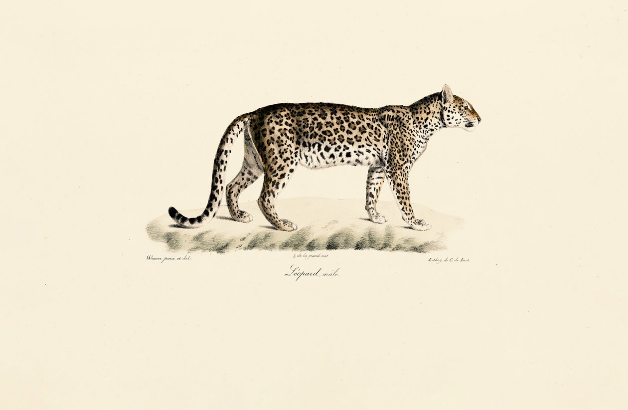 Male Leopard by Jacques Christophe Werner