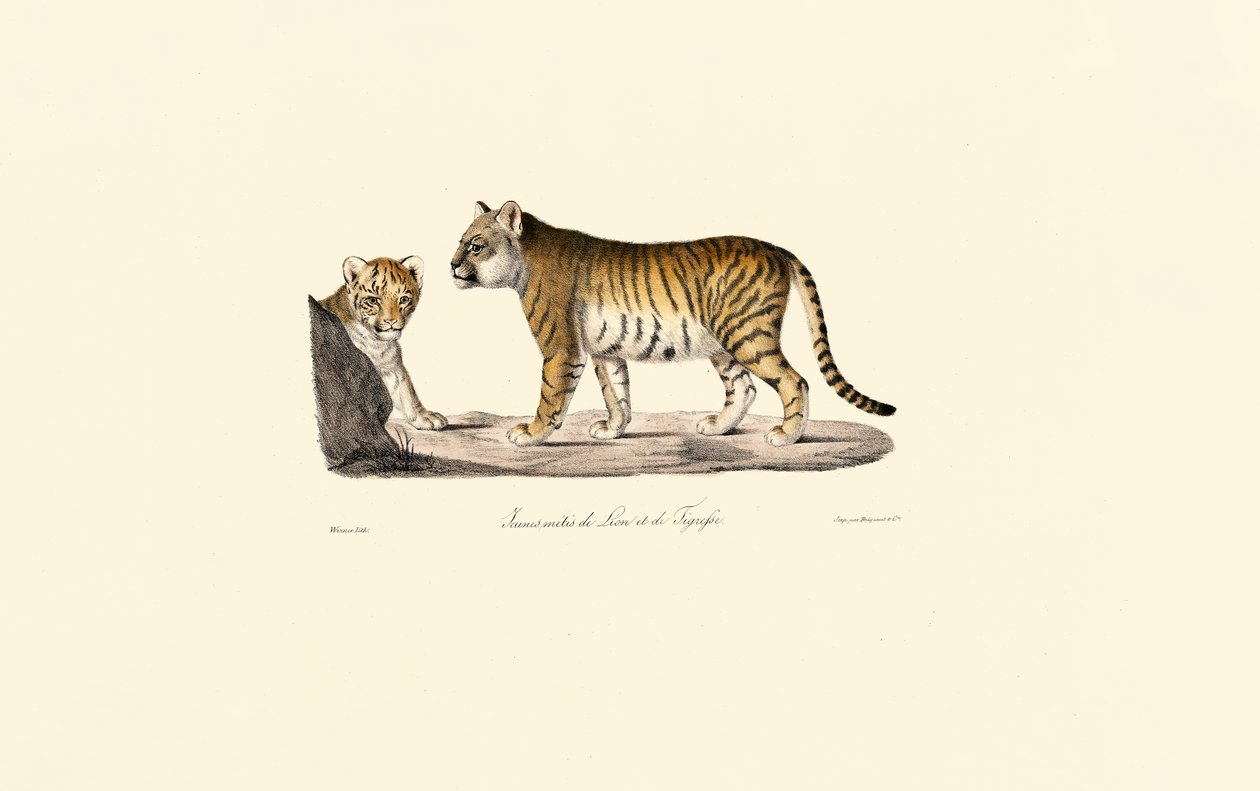 Lion-Tiger Hybrid by Jacques Christophe Werner