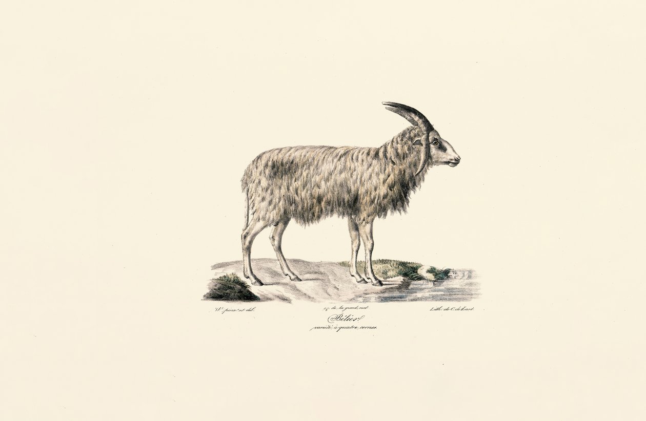 Long-haired Goat by Jacques Christophe Werner
