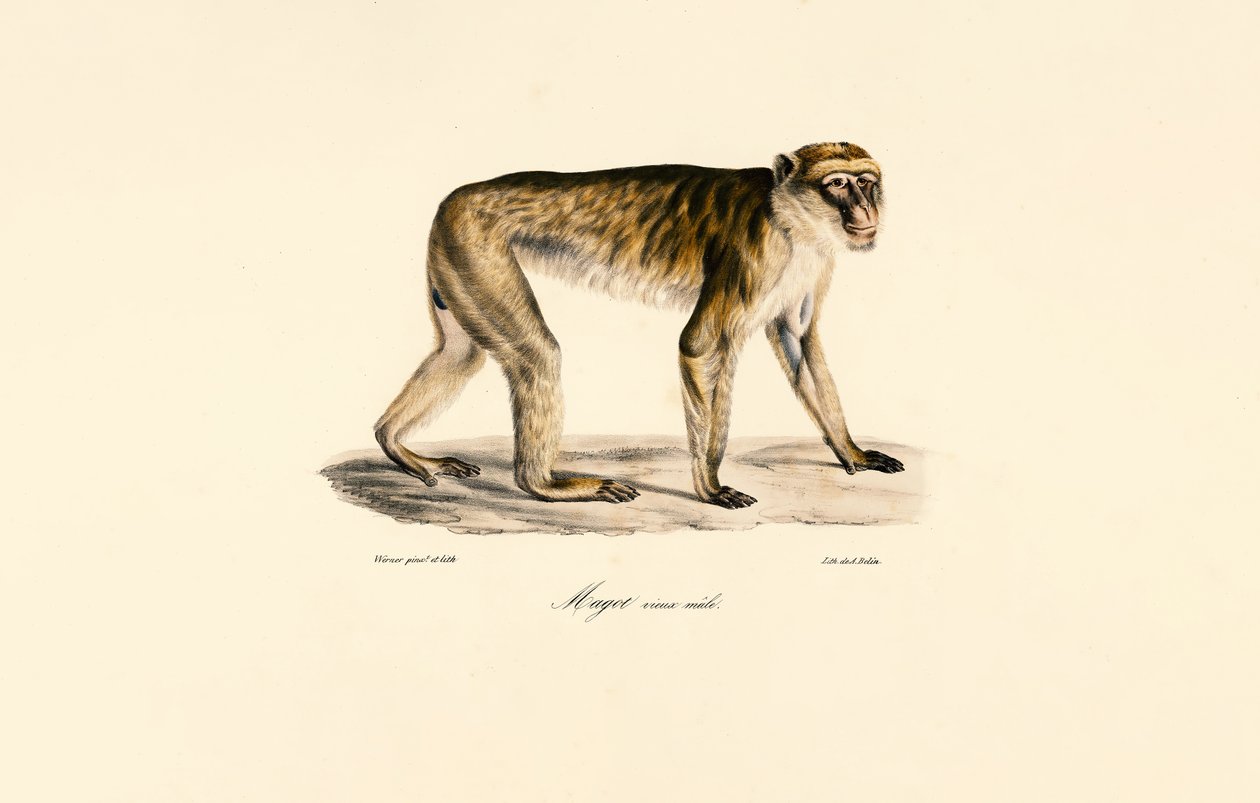 Long-tailed Macaque by Jacques Christophe Werner