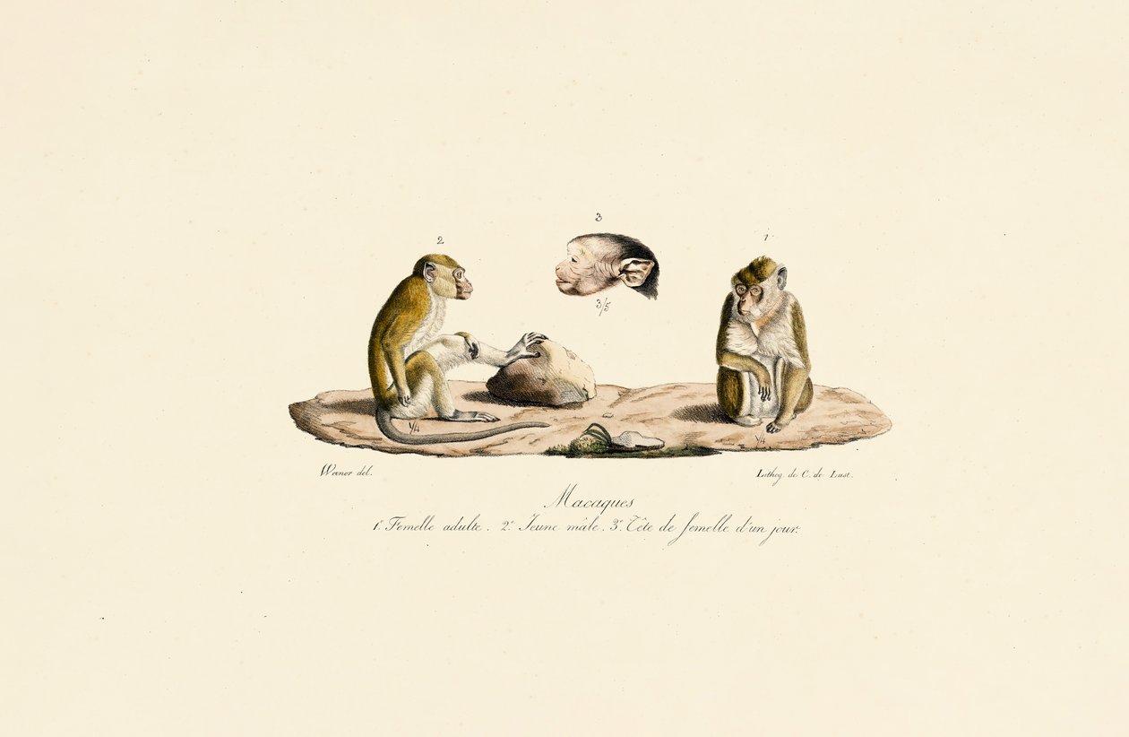 Macaques in Different Age Stages by Jacques Christophe Werner
