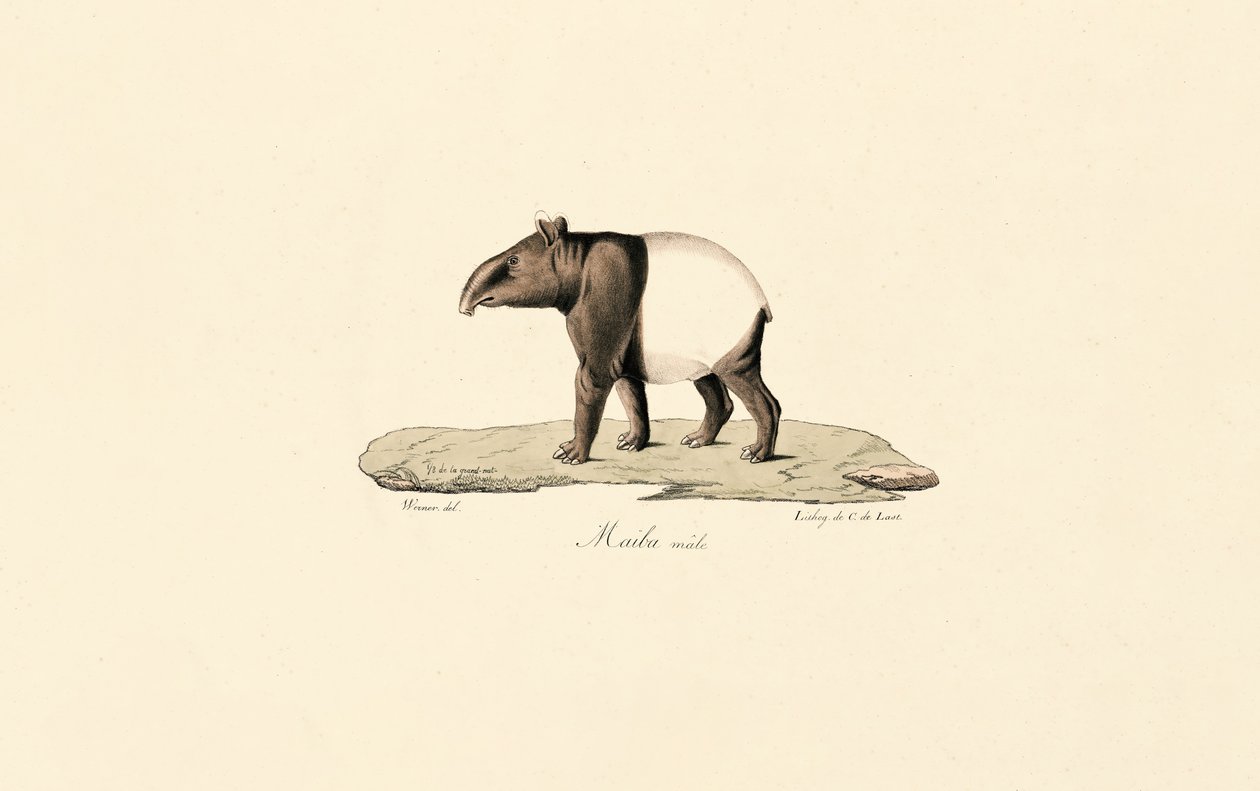 Malayan Tapir by Jacques Christophe Werner
