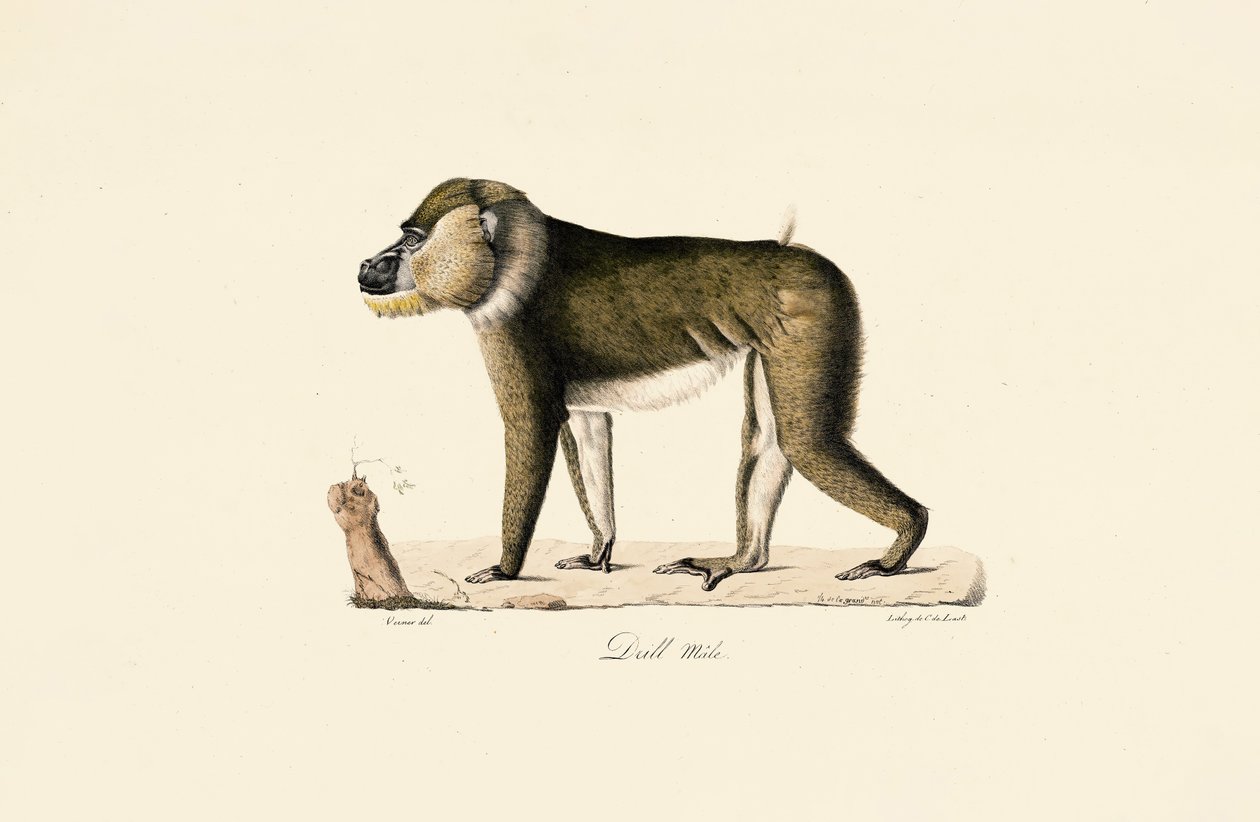 Male Gelada Baboon by Jacques Christophe Werner