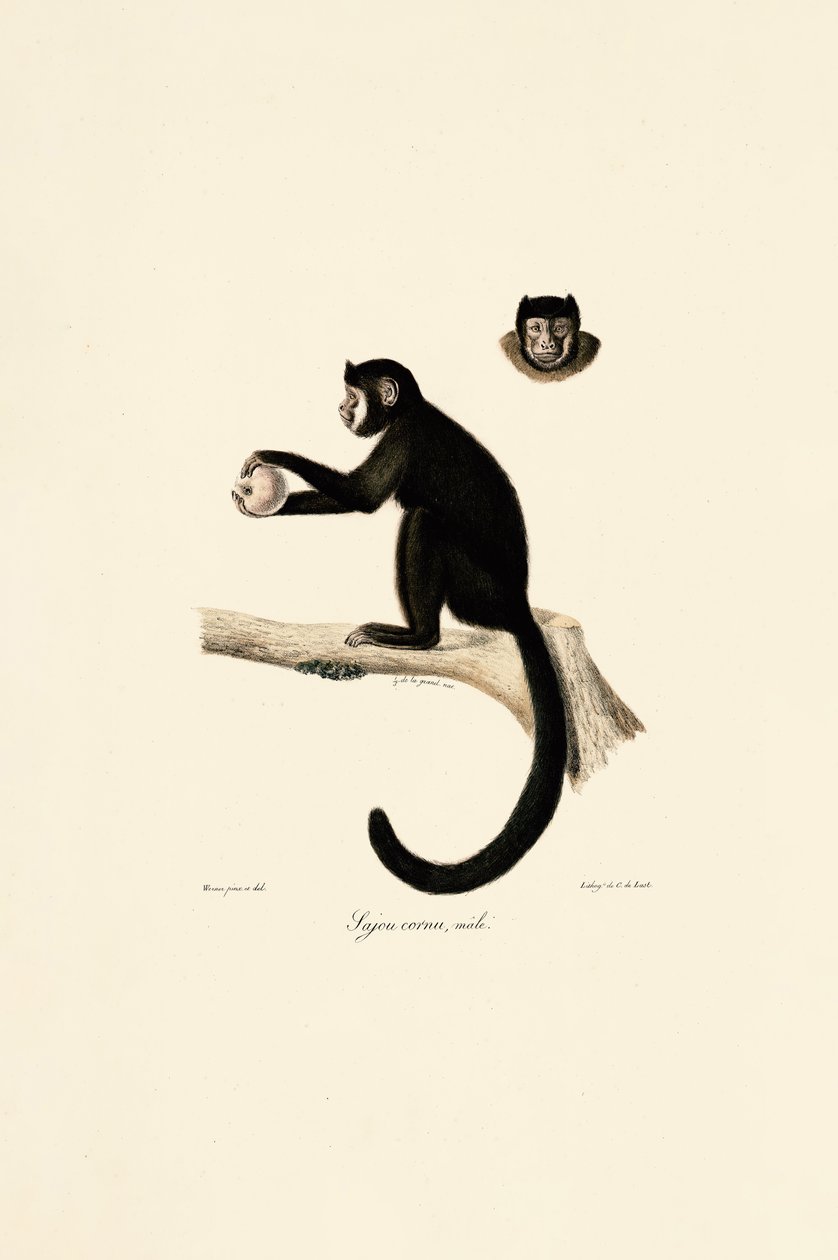 Male Horned Capuchin by Jacques Christophe Werner