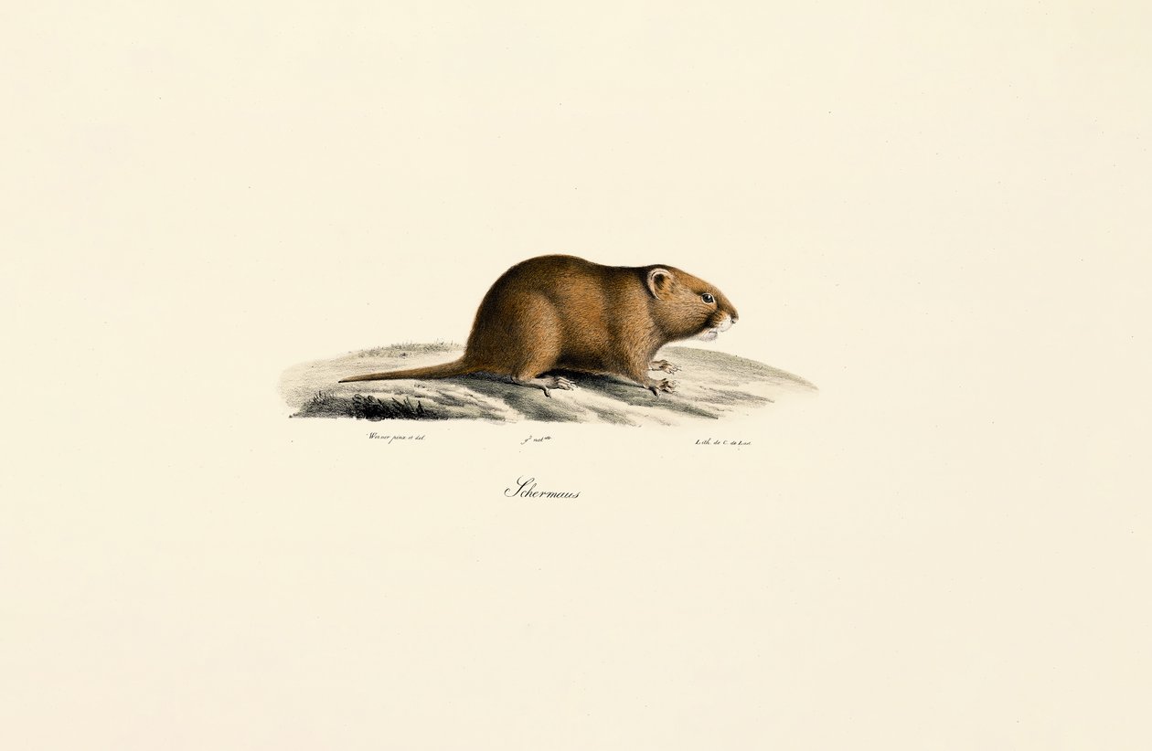 Mole Vole by Jacques Christophe Werner