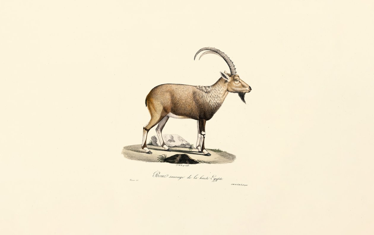 Nubian Ibex by Jacques Christophe Werner