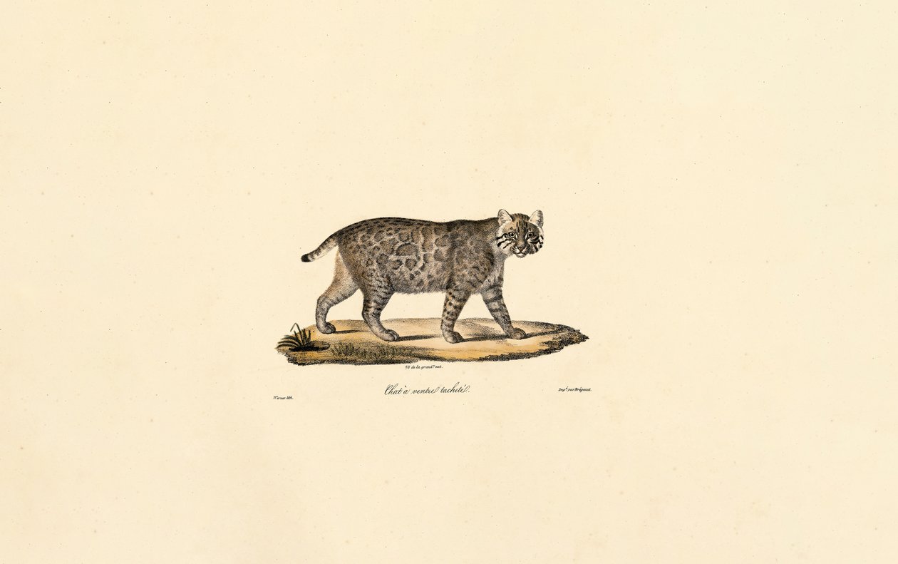 Ocelot by Jacques Christophe Werner