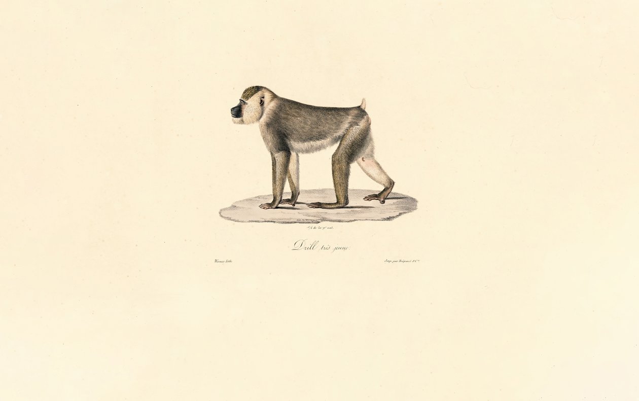 Olive Baboon by Jacques Christophe Werner