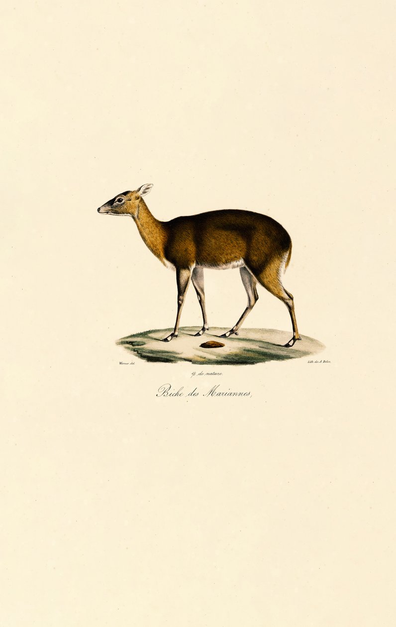 Philippine Spotted Deer by Jacques Christophe Werner