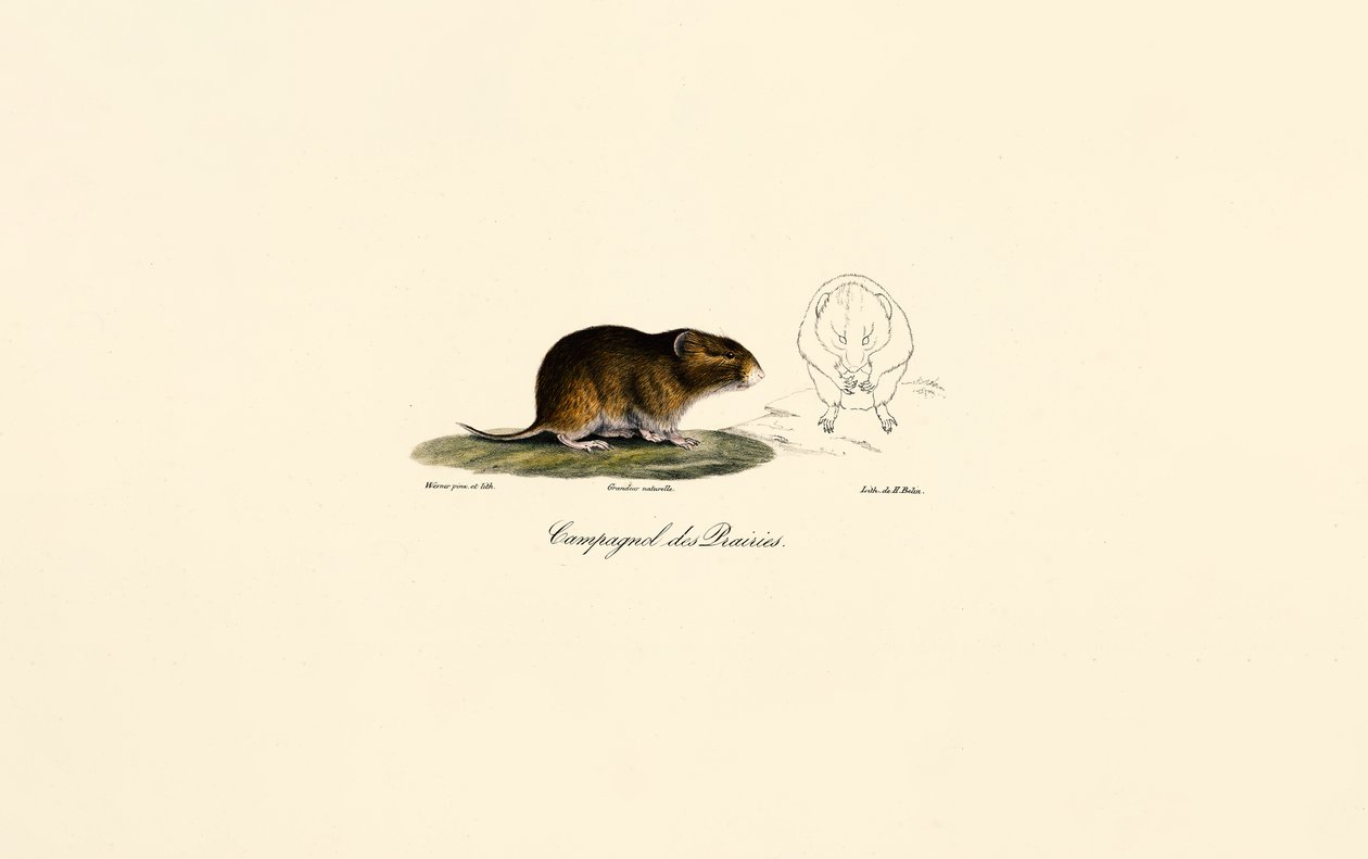 Prairie Vole by Jacques Christophe Werner