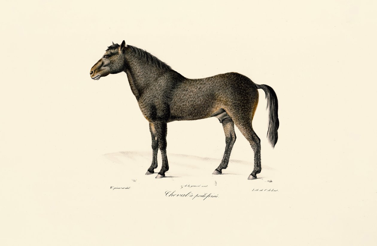 Przewalski