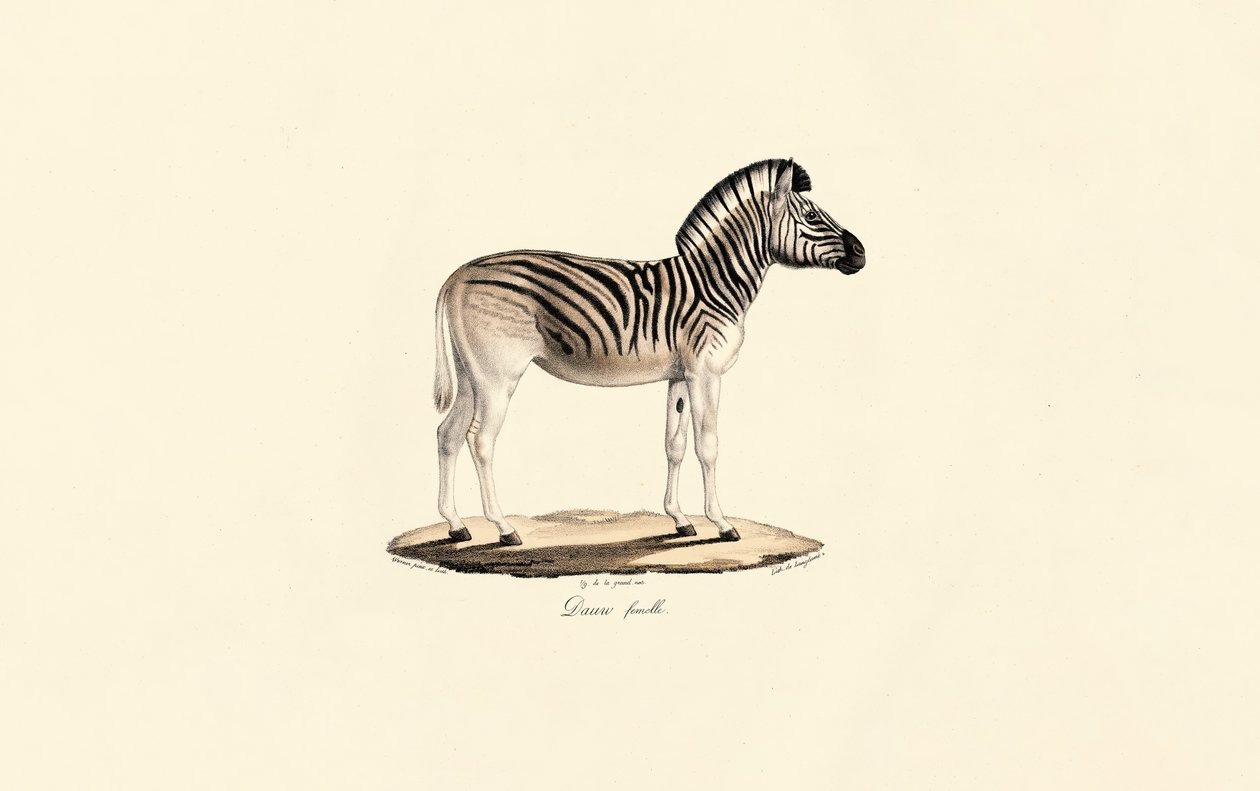 Quagga, Female by Jacques Christophe Werner