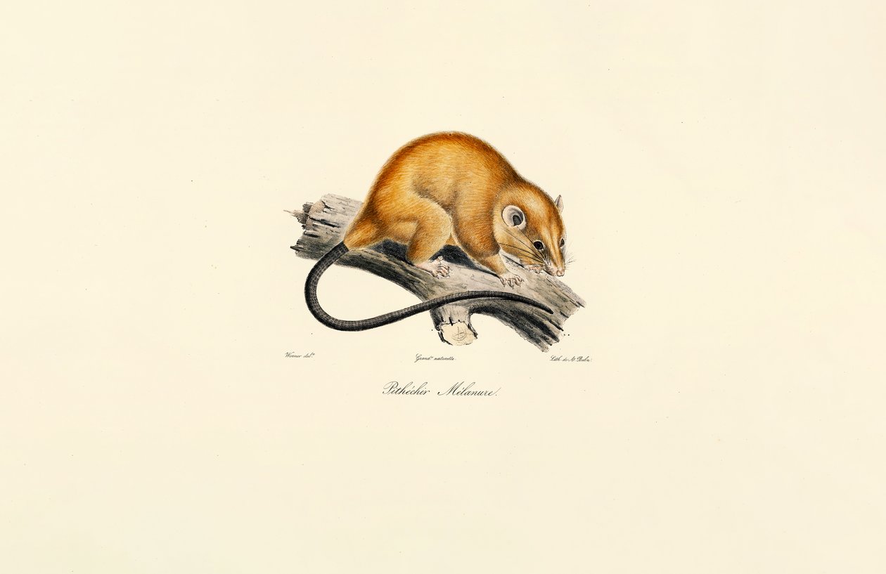 Red-bellied Squirrel by Jacques Christophe Werner