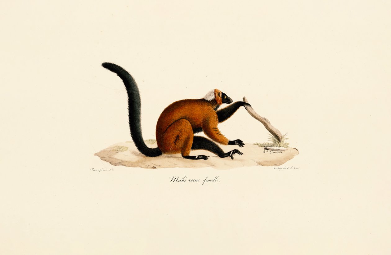 Red-fronted Lemur by Jacques Christophe Werner