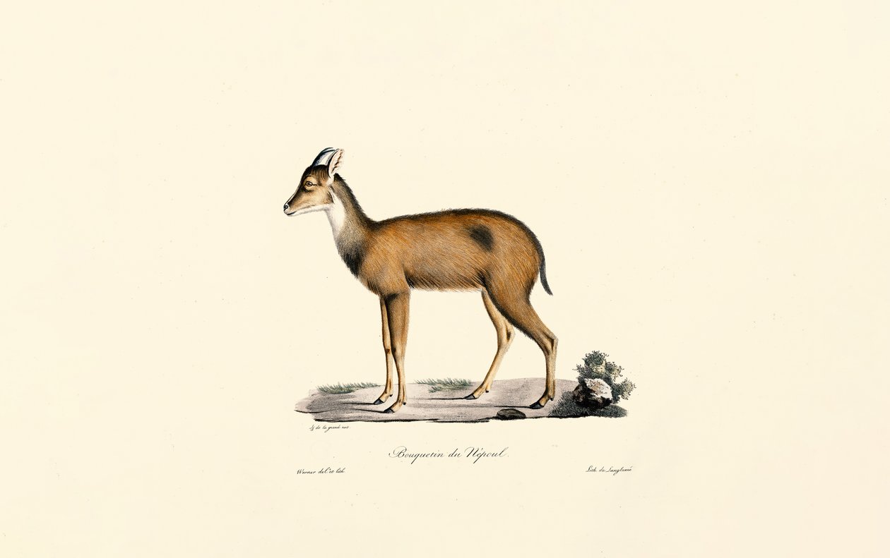 Red Forest Duiker by Jacques Christophe Werner