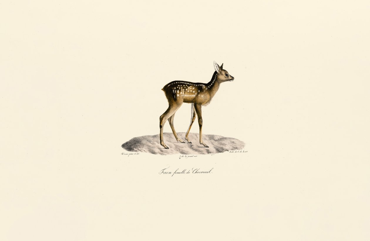 Roe Deer Fawn by Jacques Christophe Werner