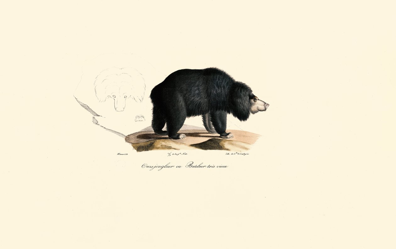 Sloth Bear by Jacques Christophe Werner