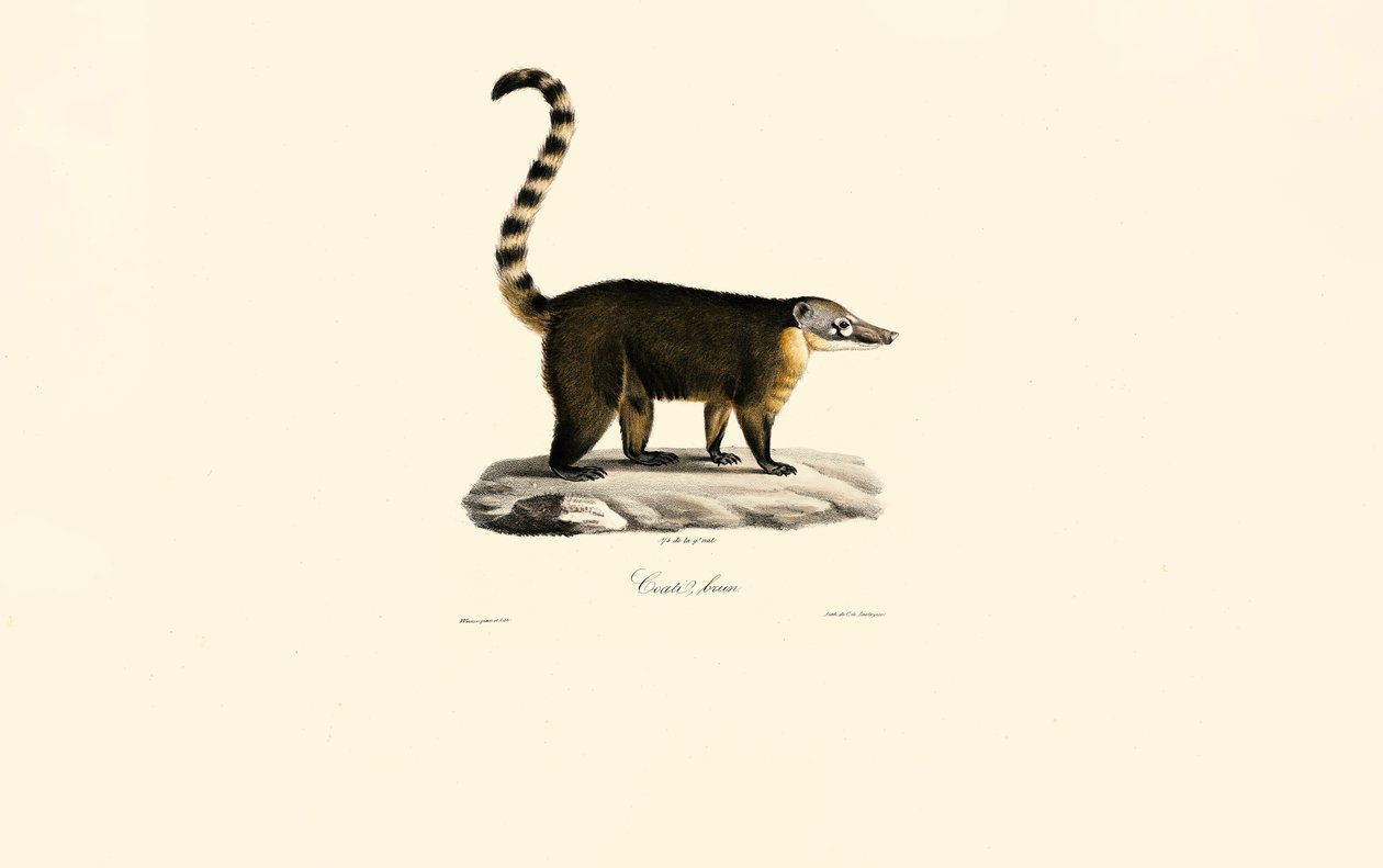 South American Coati by Jacques Christophe Werner