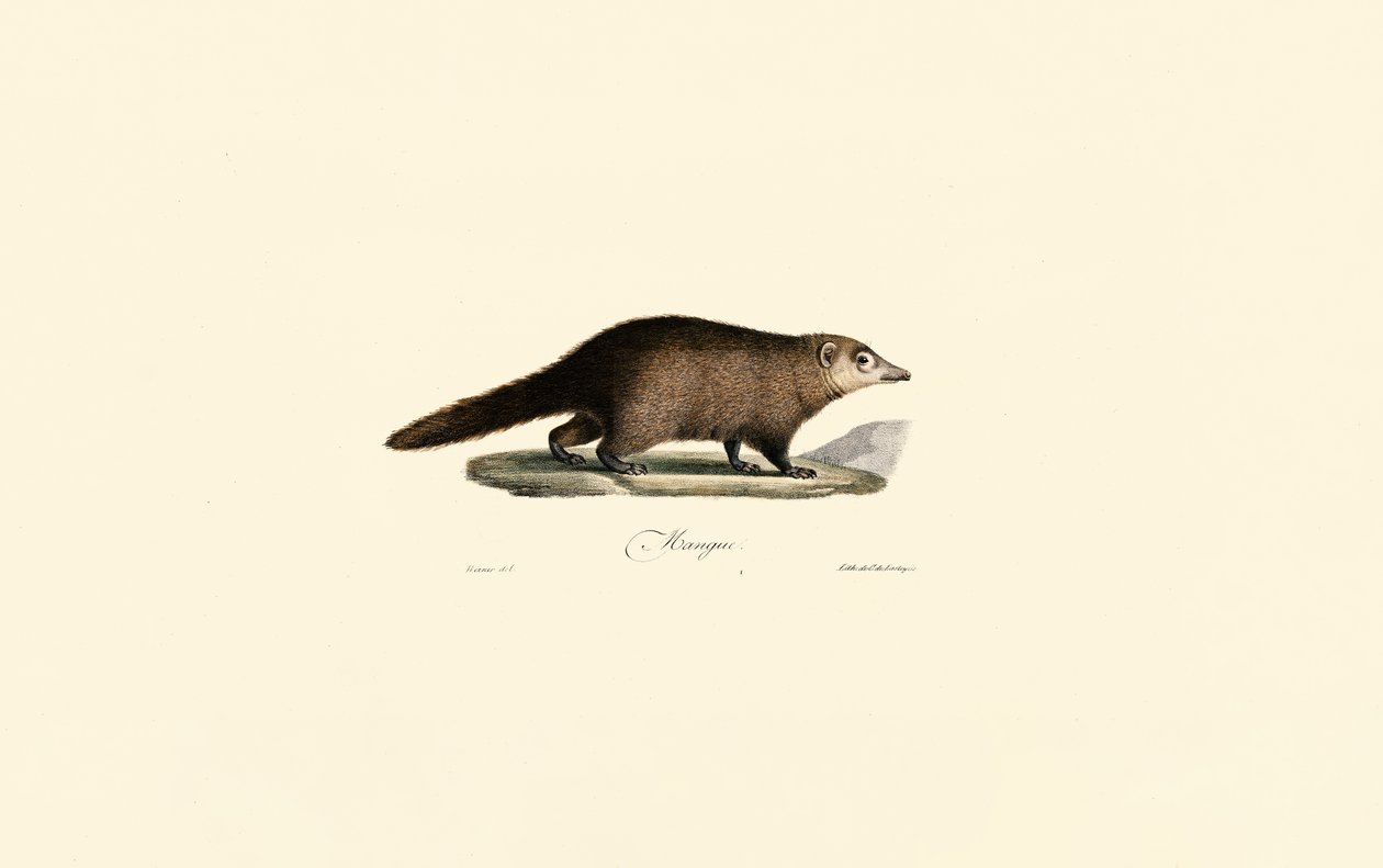 South American Coati by Jacques Christophe Werner