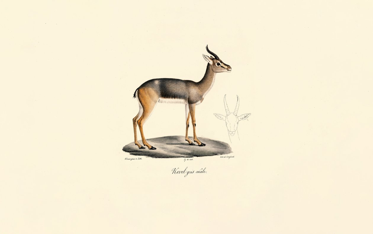 Southern Reedbuck by Jacques Christophe Werner