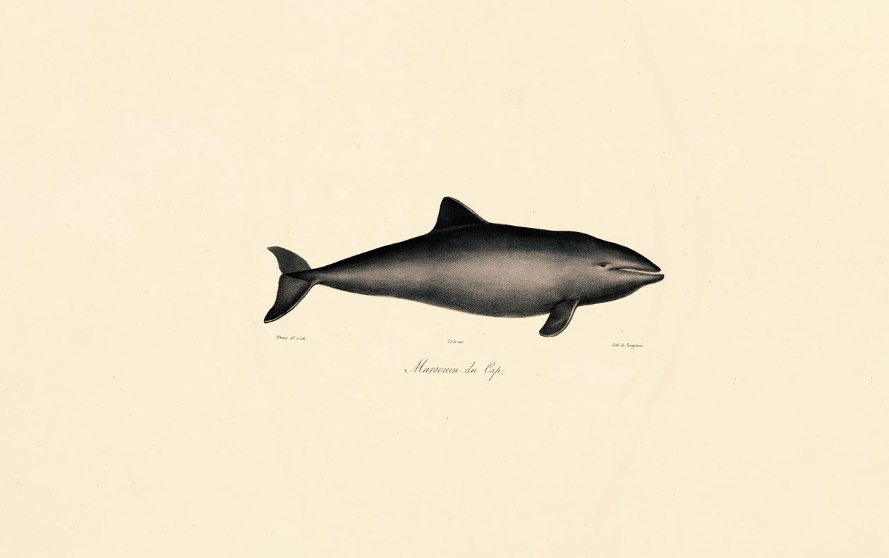 Southern Right Whale Dolphin by Jacques Christophe Werner