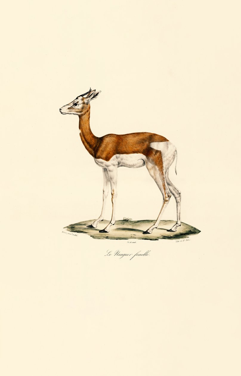 Springbok (Female) by Jacques Christophe Werner