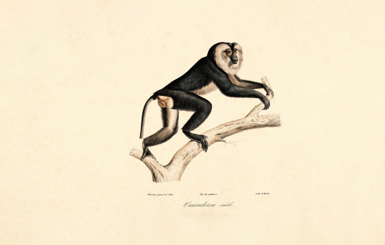 White-collared Mangabey (Male) by Jacques Christophe Werner