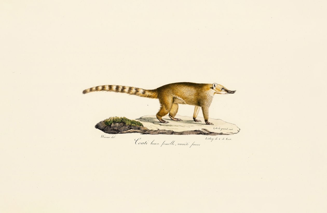 White-nosed Coati (female, lighter variant) by Jacques Christophe Werner