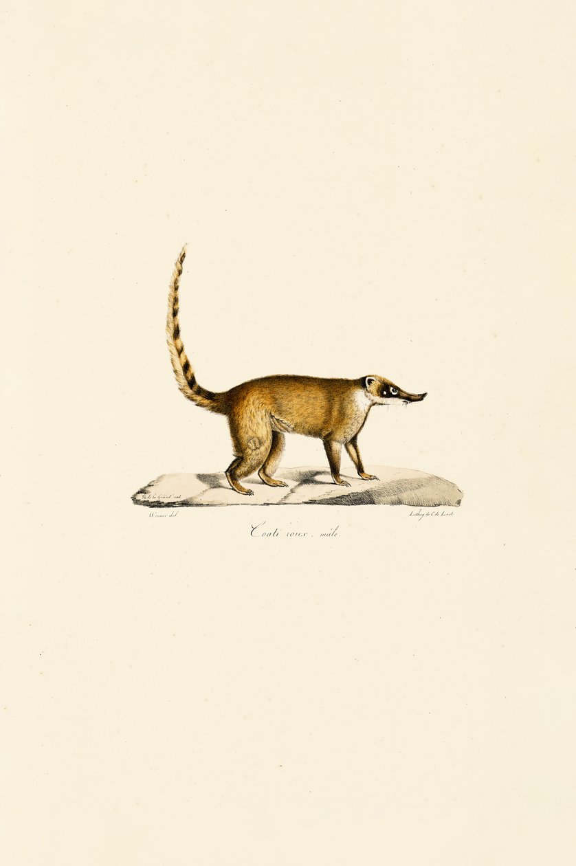 White-nosed Coati (Male) by Jacques Christophe Werner
