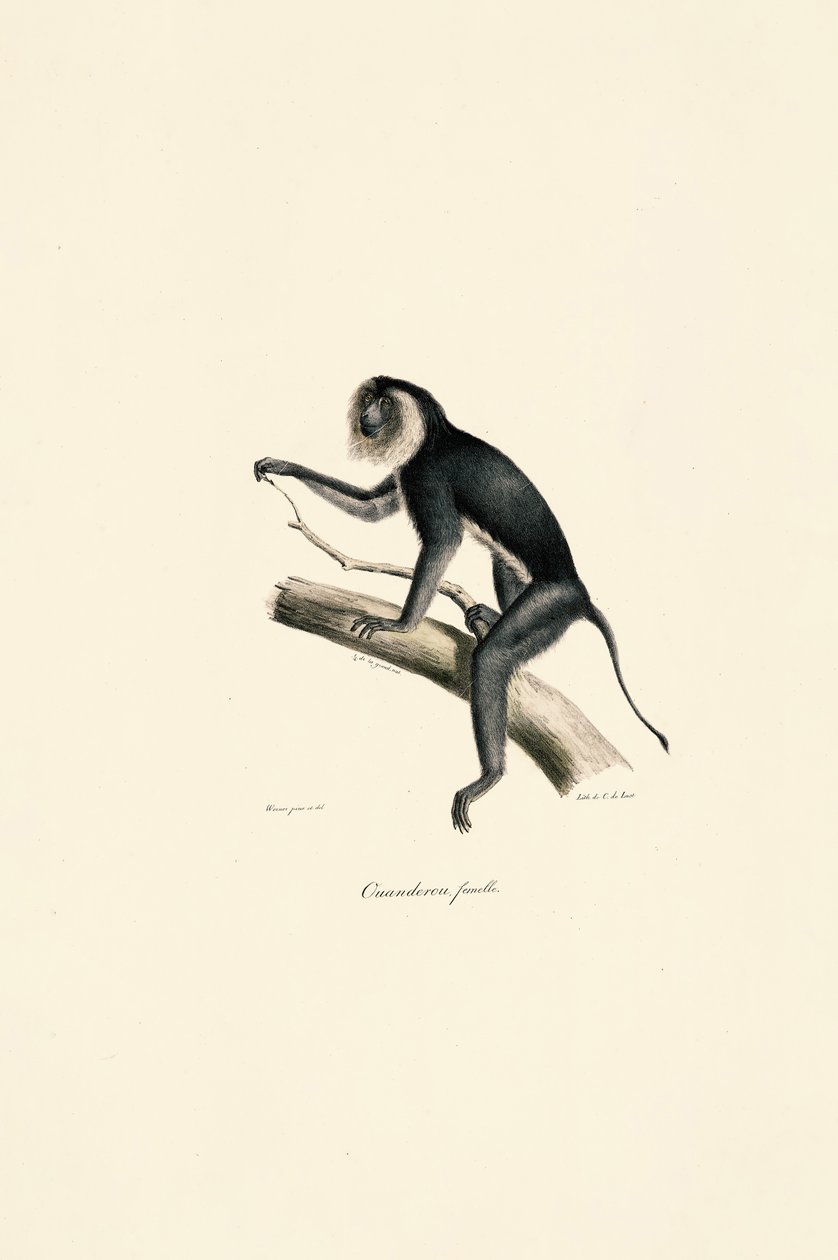 White-shouldered Marmoset (female) by Jacques Christophe Werner