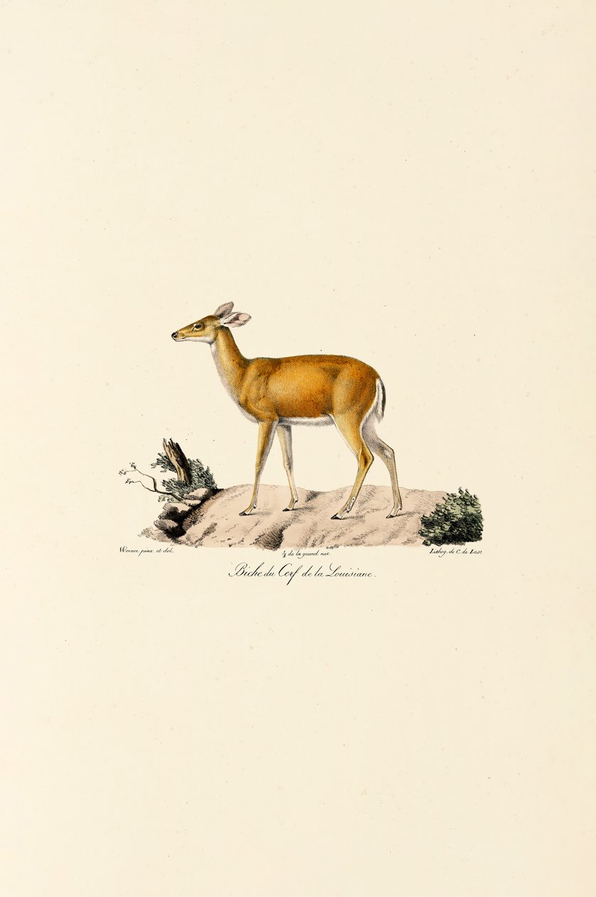 White-tailed Deer Doe by Jacques Christophe Werner