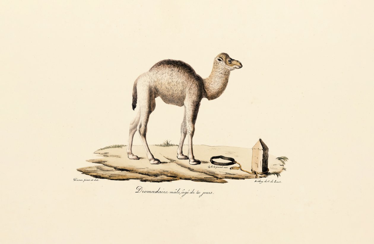 Young Dromedary Camel by Jacques Christophe Werner