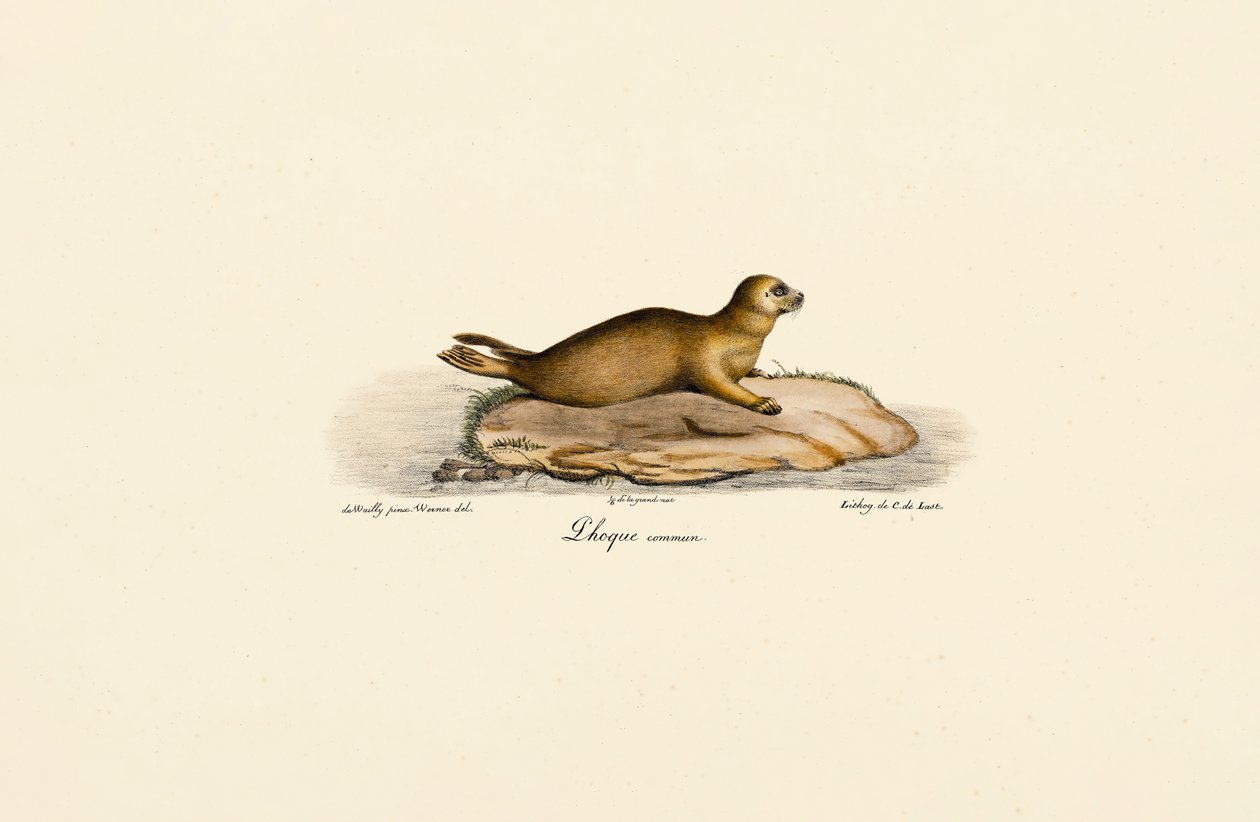 Young Harbor Seal by Jacques Christophe Werner