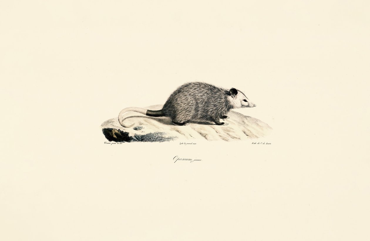 Young Opossum by Jacques Christophe Werner