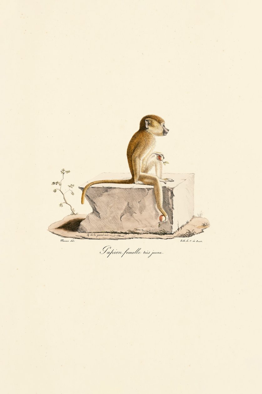 Young Female Guinea Baboon by Jacques Christophe Werner
