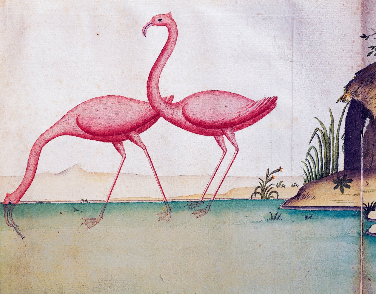 Pink flamingos, Galapagos Islands, watercolour from log book by Jacques Gouin de Beauchesne, captain of Compagnie royale de la Mer du Sud, from 1698 to 1701, France by Jacques Gouin de Beauchesne