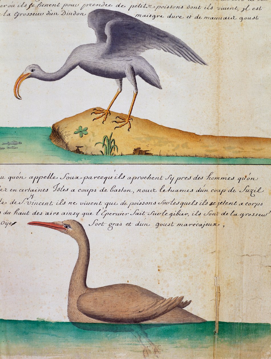 Unknown Bird and Bird called Foux (Booby), Sao Vicente island, Cape Verde, from log book by Jacques Gouin de Beauchesne by Jacques Gouin de Beauchesne