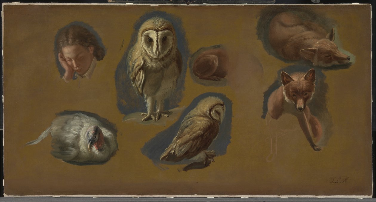 Studies of a Fox, a Barn Owl, a Peahen and a Young Man