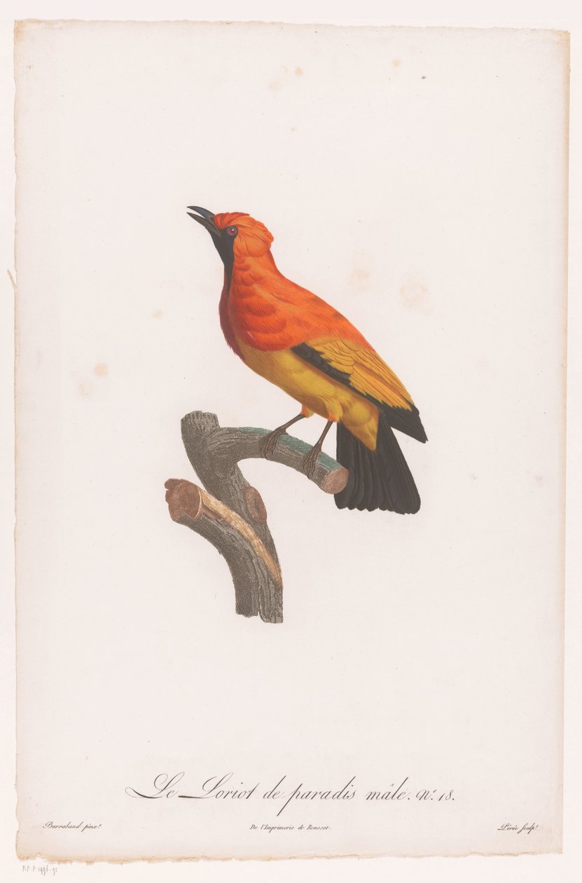 Black-masked Bowerbird on a Branch by Jacques Louis Perée