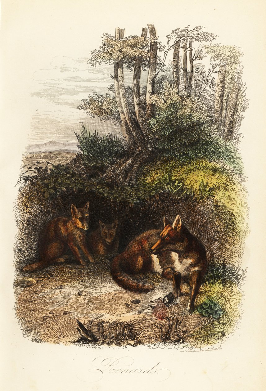 Family of Red Foxes Outside a Den by Jacques Raymond (after) Brascassat