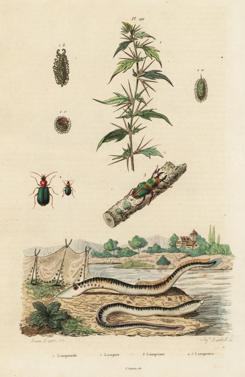 Sea Lamprey and Beetles by Jacques Reyne Isidore Acarie Baron