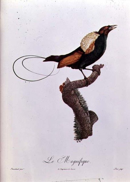 Bird of Paradise, engraved by Jacques Louis Peree by Jacques (after) Barraband