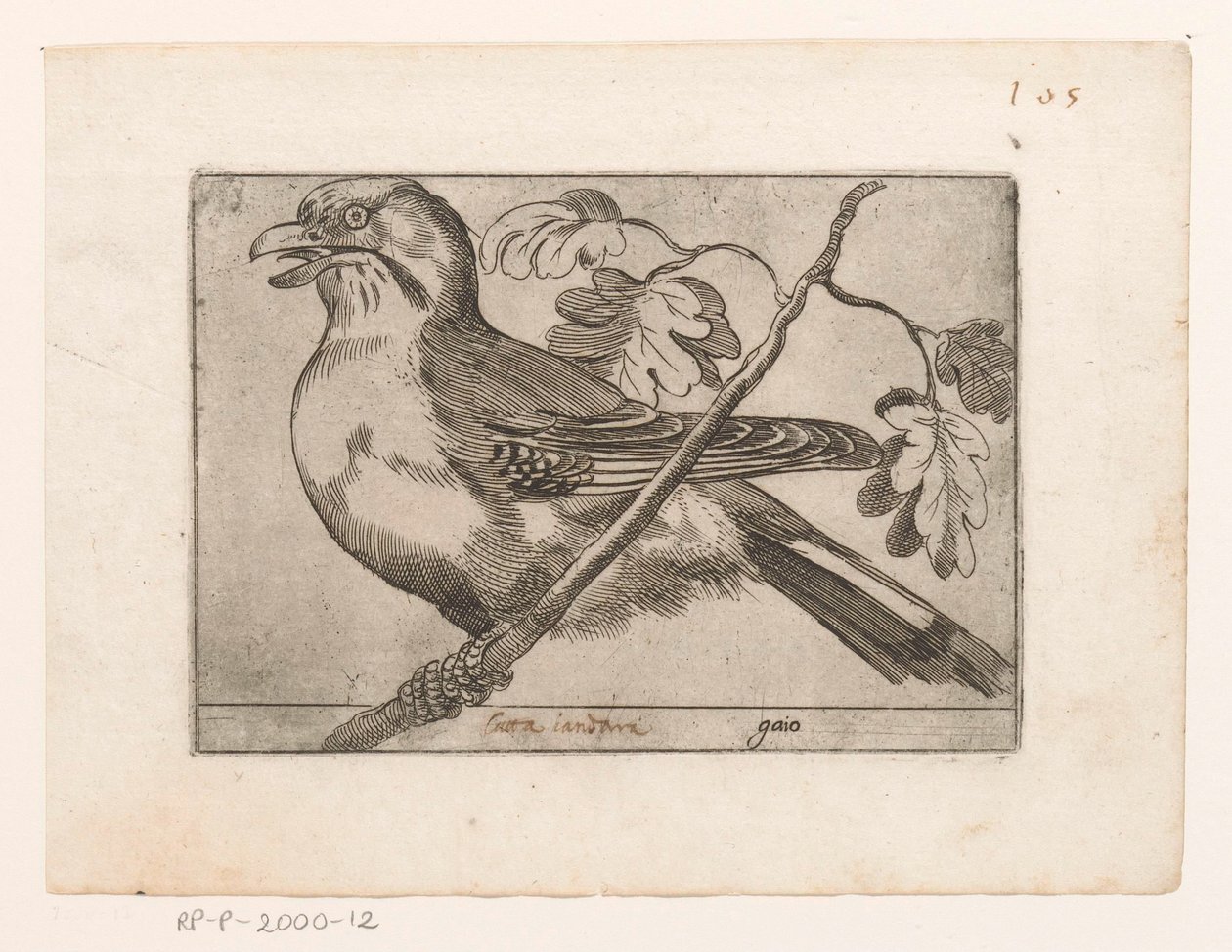 Jay (Birds) by Jacques de Fornazeris (possibly)