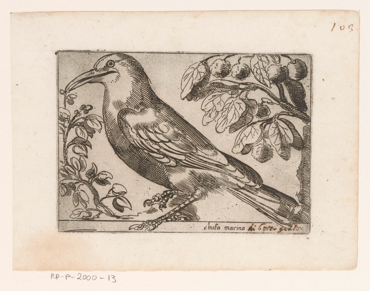Bird (Chuta marina) (Birds Series) by Jacques de Fornazeris (possibly)