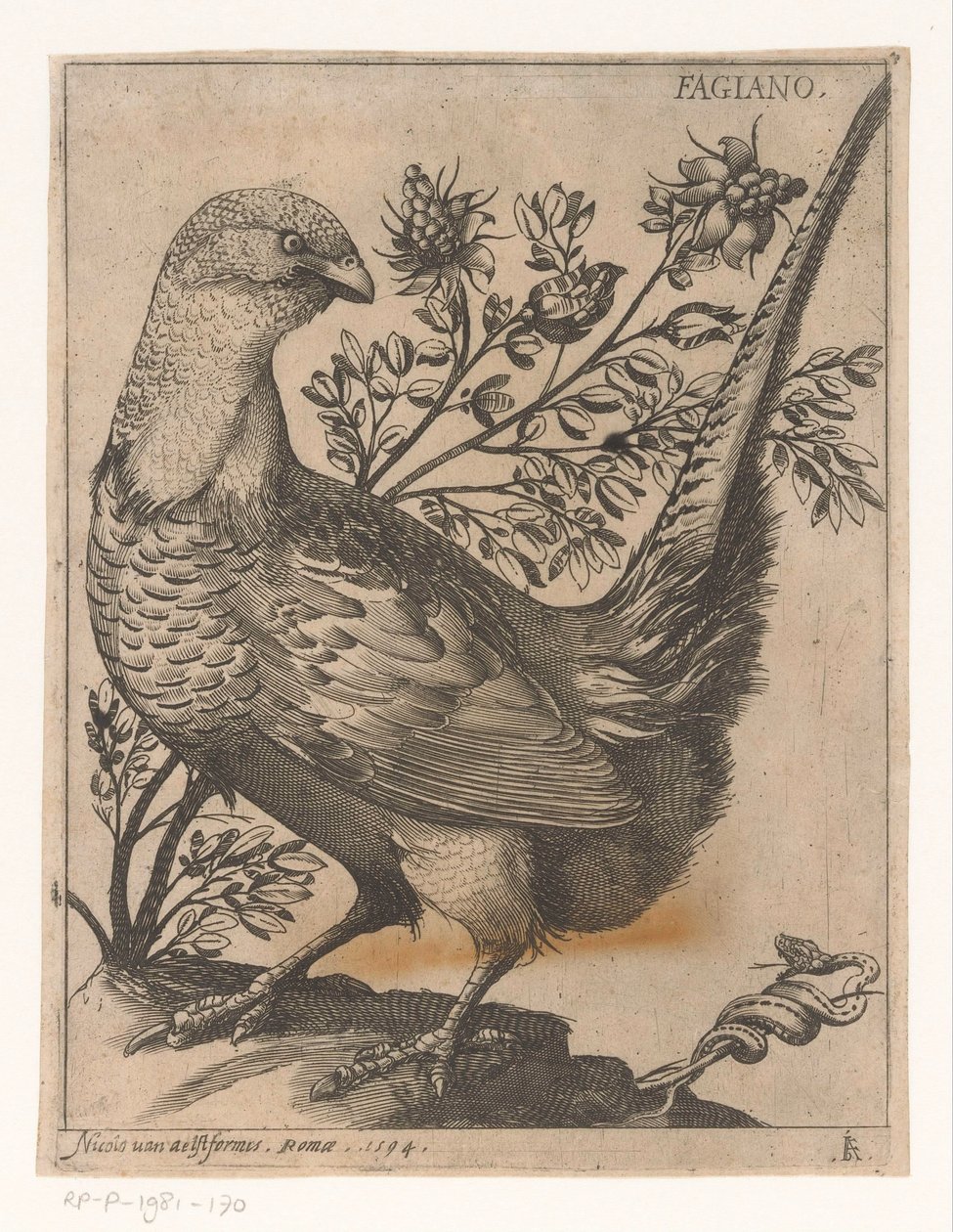 Pheasant by Jacques de Fornazeris