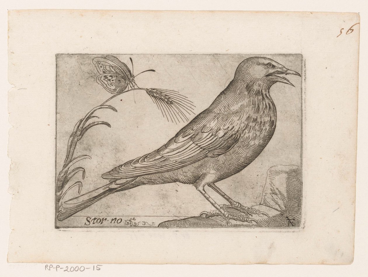 Starling (Sturnus vulgaris) (Storno) (Birds) by Jacques de Fornazeris