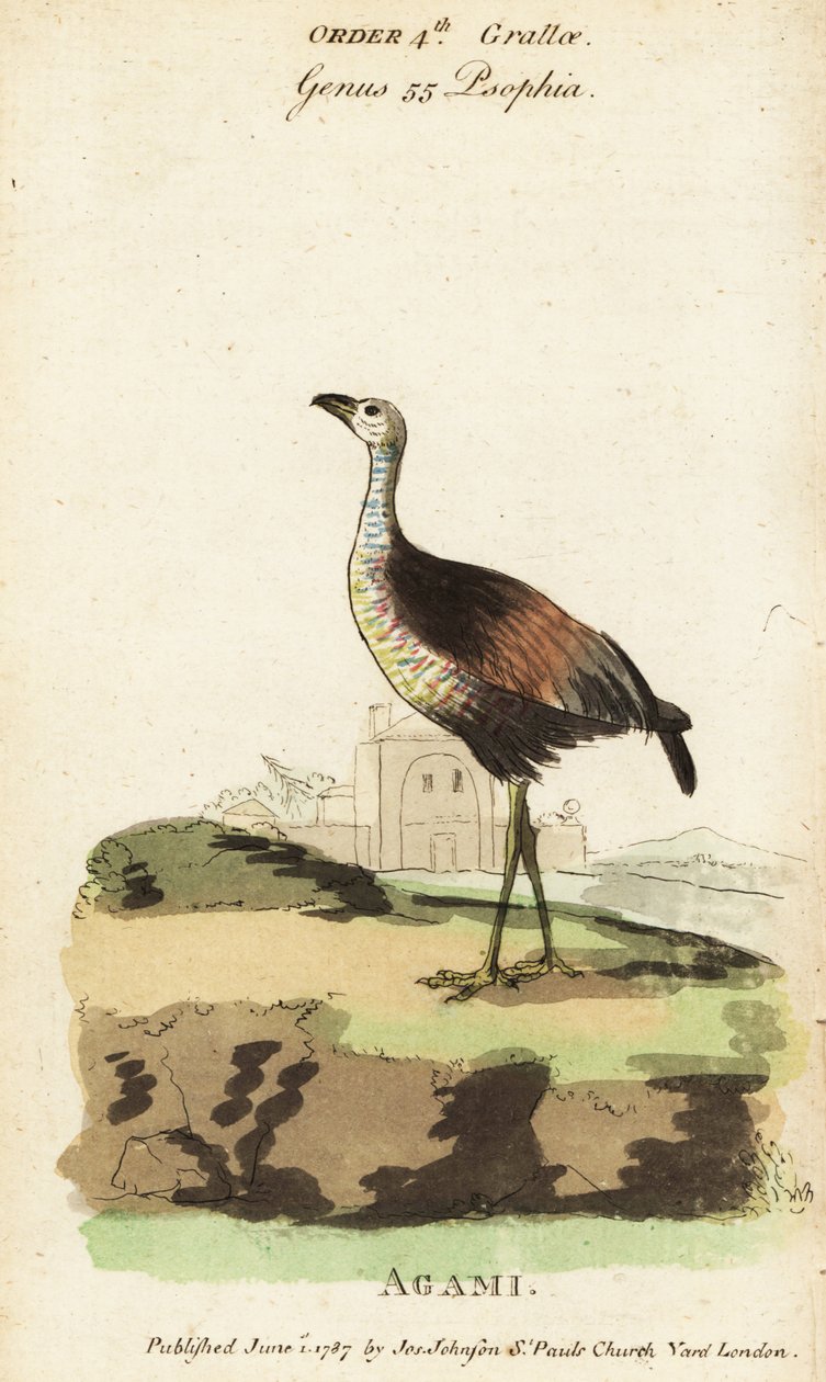 Agami heron by Jacques de Seve