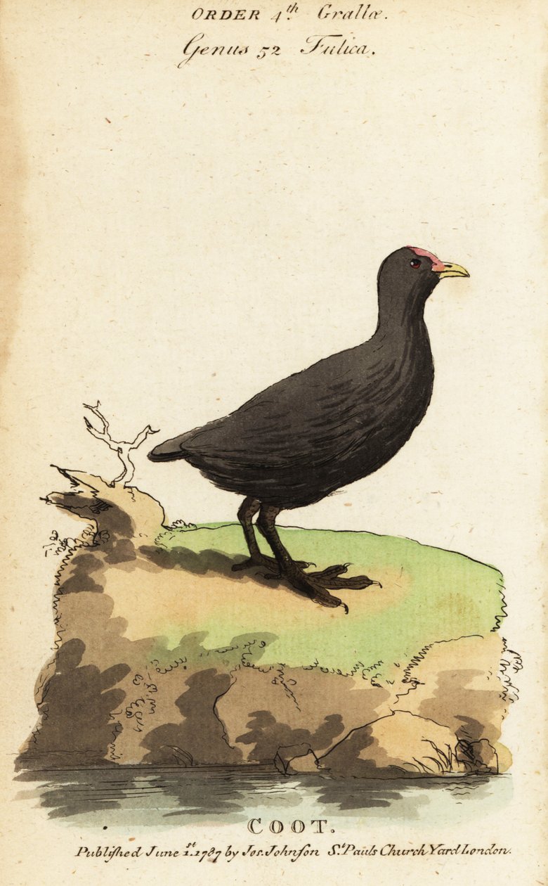 Eurasian Coot, Fulica atra by Jacques de Seve
